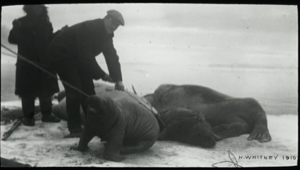 Image: [an Inuk and Harry Whitney with tethered walruses]